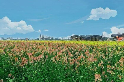 Experience Panda Base and Canola Flower Hotpot in Chengdu