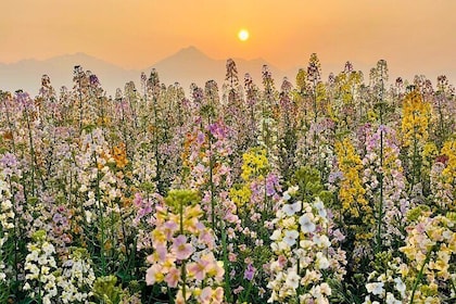 Experience Panda Base and Canola Flower Hotpot in Chengdu