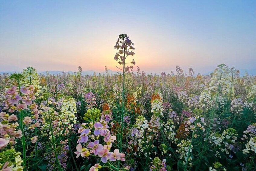 Experience Panda Base and Canola Flower Hotpot in Chengdu