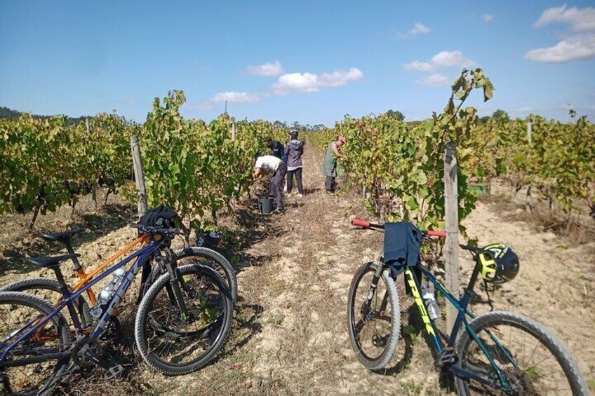 Cycling circuit in green wine vineyards