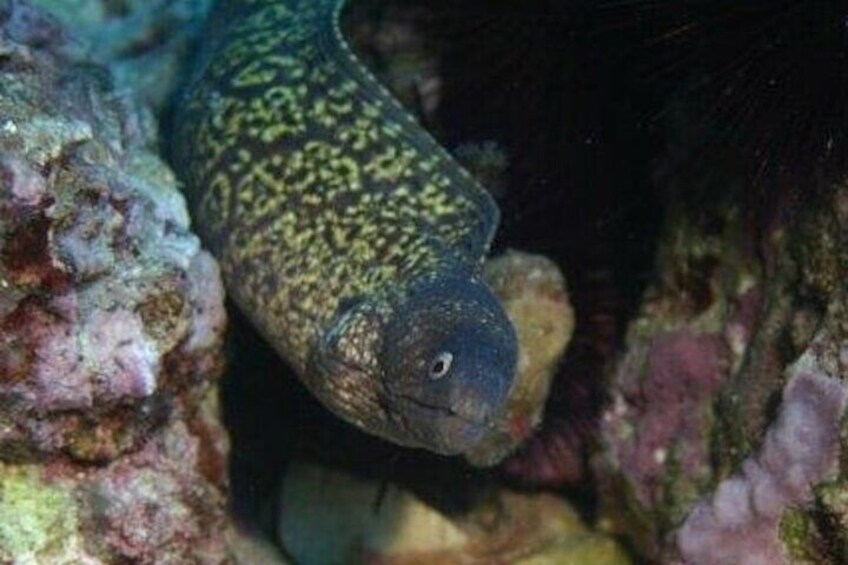 Professional Scuba Diving at Capo Caccia Alghero