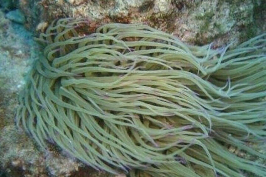 Alghero Snorkeling and Tour of Capo Caccia Cliffs