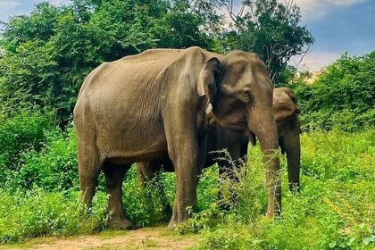 Mirissa, Weligama, Ahangama Transfer nach Ella und Udawalawa Safari
