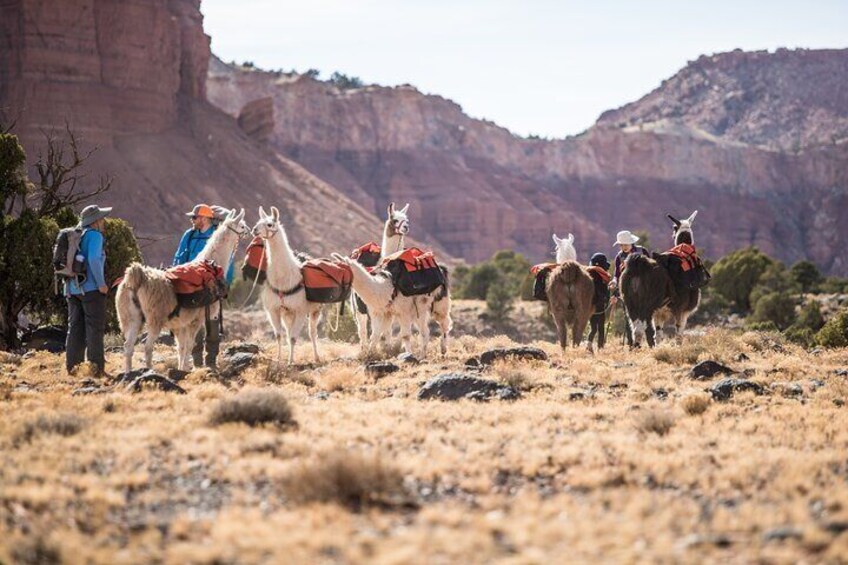 1-Hour Llama Hike Family Friendly and Fun