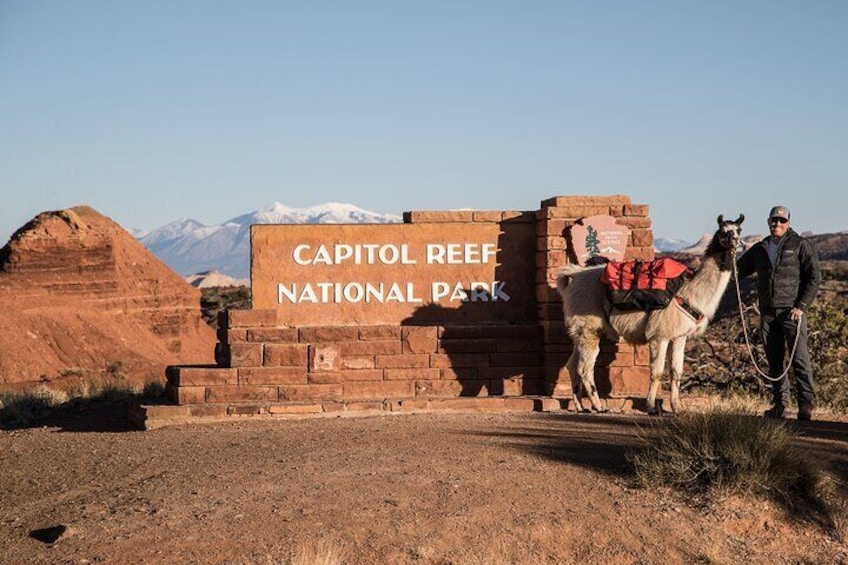 1-Hour Llama Hike Family Friendly and Fun