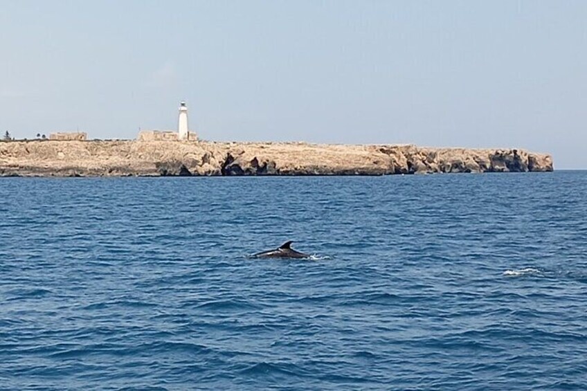 Plemmirio Sailing Tour from Ortigia with Snorkeling 
