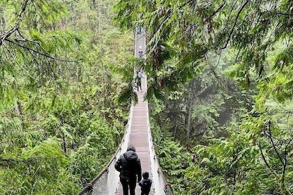 Small group tour of Lynn Canyon Suspension Bridge & Mount Seymour