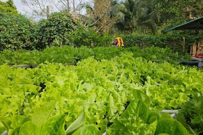 Farm to Table Thai Cooking Class with Farm and Market 