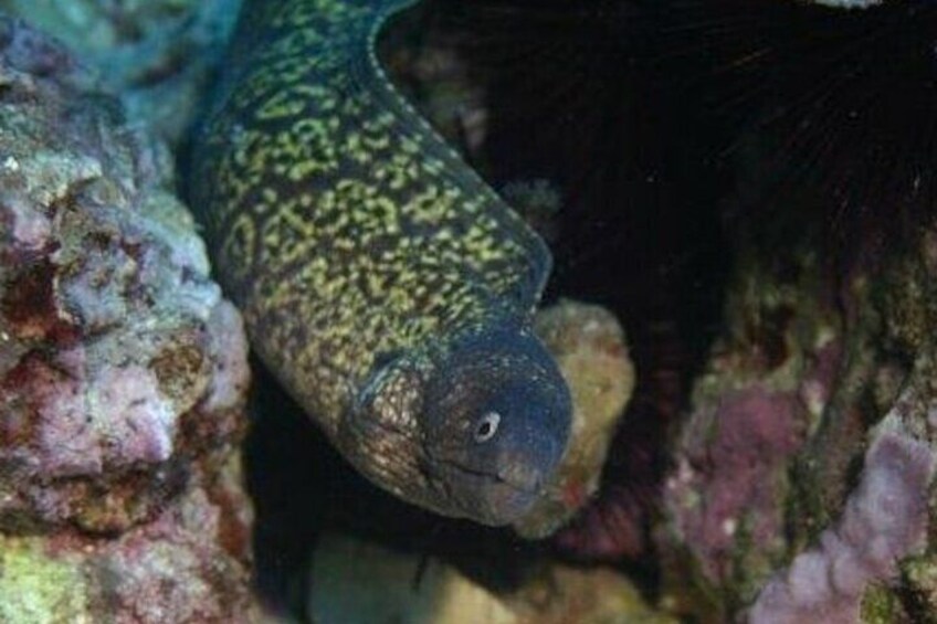 Alghero: Discovery Diving Lesson for Beginners