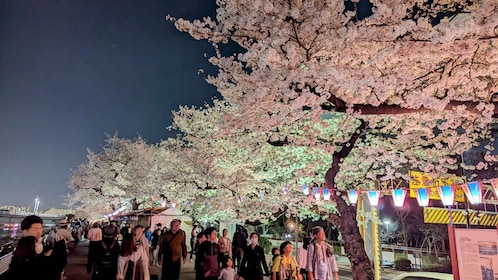 Asakusa: Night viewing of cherry blossom