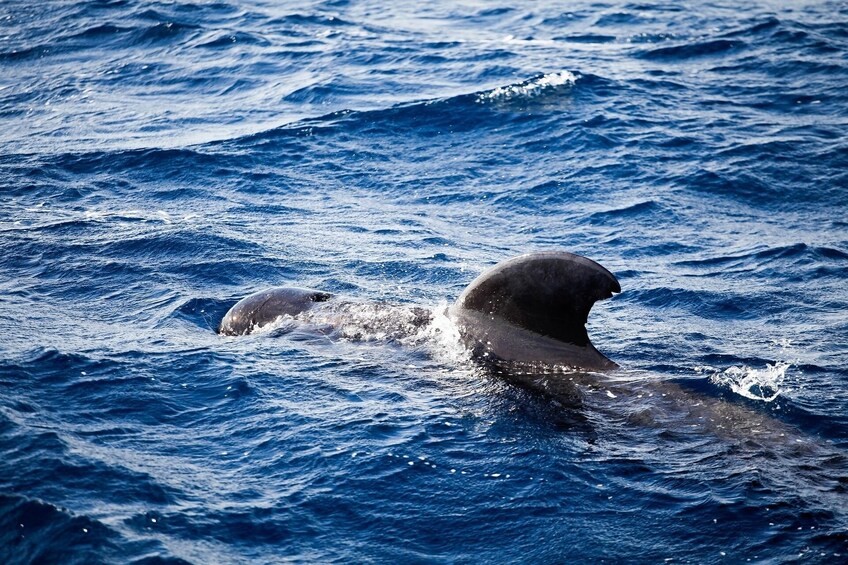 NYC: Whale Watching & New York Harbor Cruise 