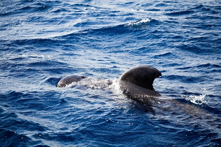 NYC: Whale Watching & New York Harbor Cruise