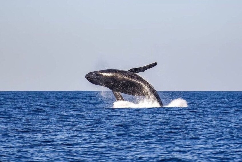NYC: Whale Watching & New York Harbor Cruise 