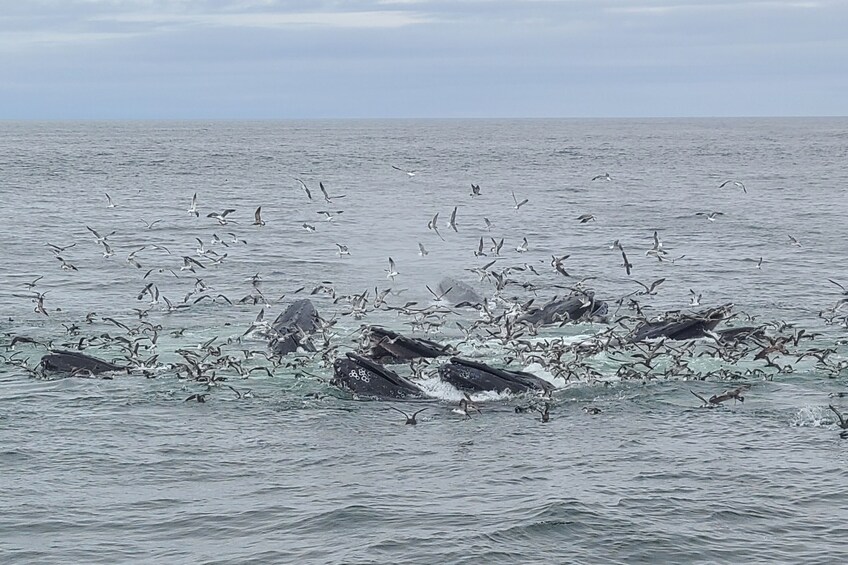 NYC: Whale Watching & New York Harbor Cruise 
