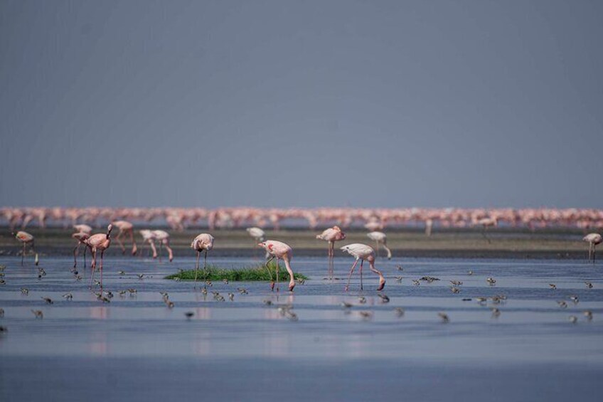 3-Day Safari Adventure to Mount Ol Doinyo Lengai and Lake Natron