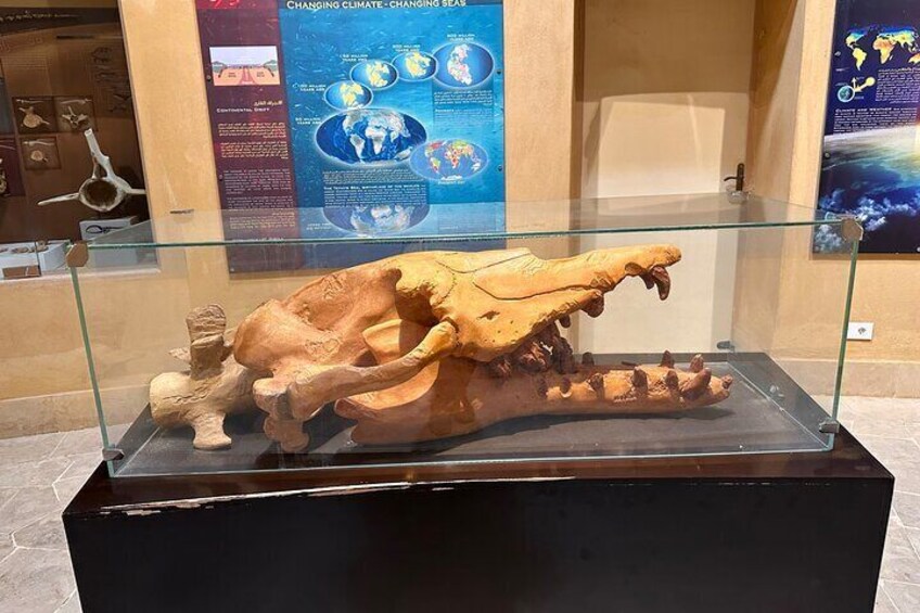 Valley of the Whales Museum
