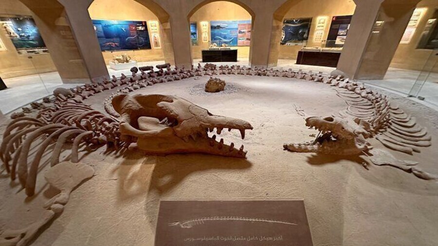 Valley of the Whales Museum
