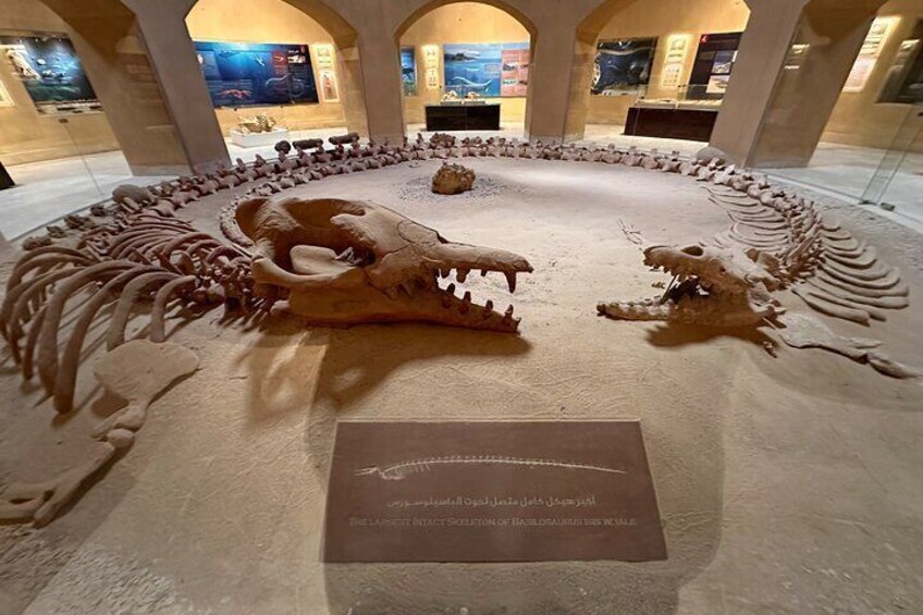 Valley of the Whales Museum