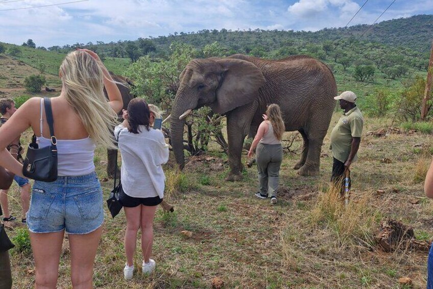 Elephant Interaction and Pilanesberg Safari
