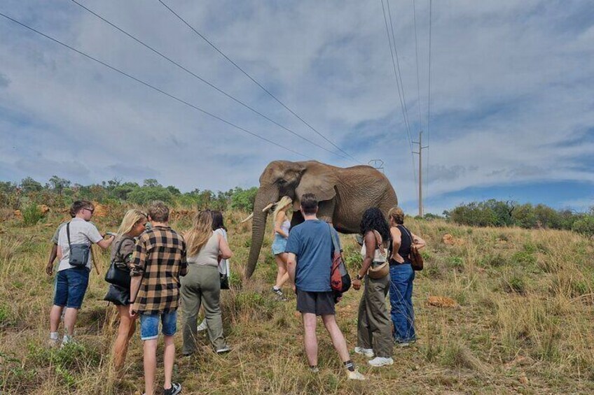 Elephant Interaction and Pilanesberg Safari