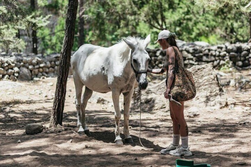 Samaria Gorge Trek Full Day Tour from Georgioupoli with Guide