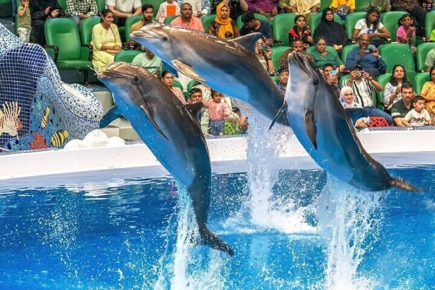 Dolphins & Birds Show at Creek Park