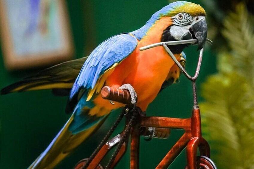 Creek Park Exotic Bird Show
