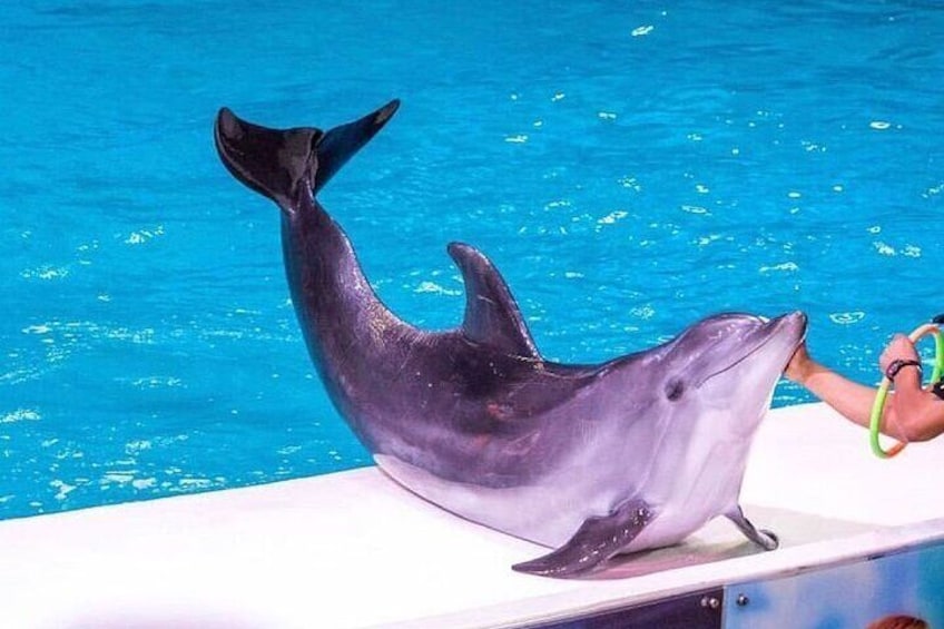 Dolphins & Birds Show at Creek Park