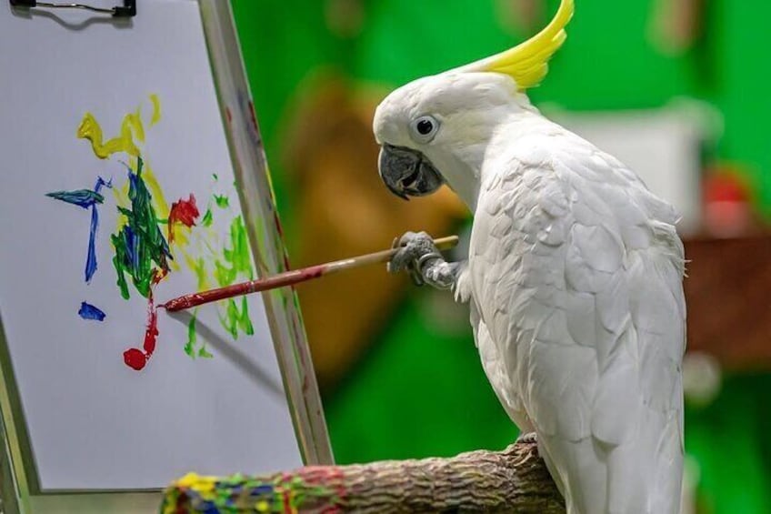 Creek Park Exotic Bird Show