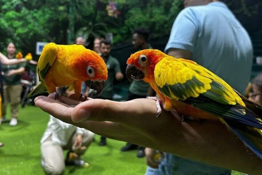 Creek Park Exotic Bird Show