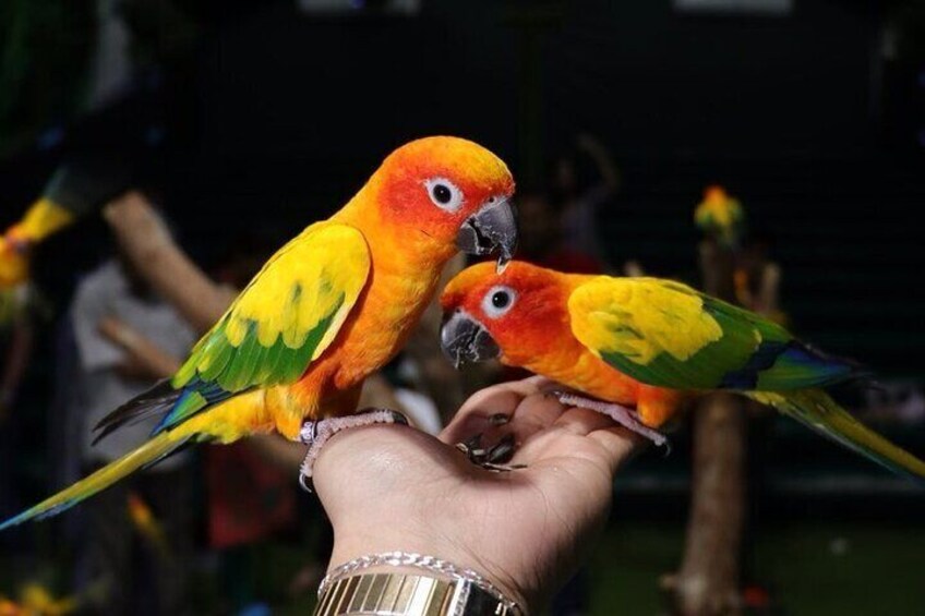 Creek Park Exotic Bird Show