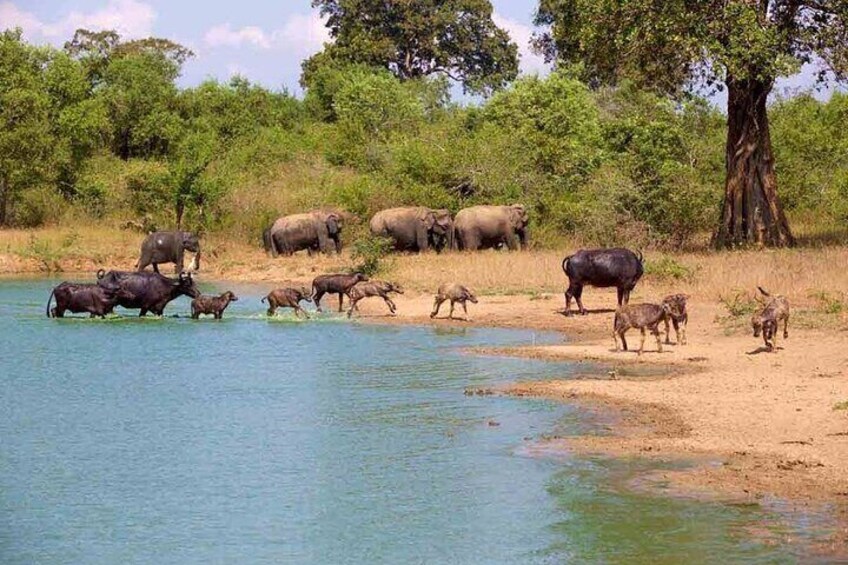 Udawalawa National Park