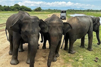 Udawalawe Safari Adventure with Pigeon Island Tours