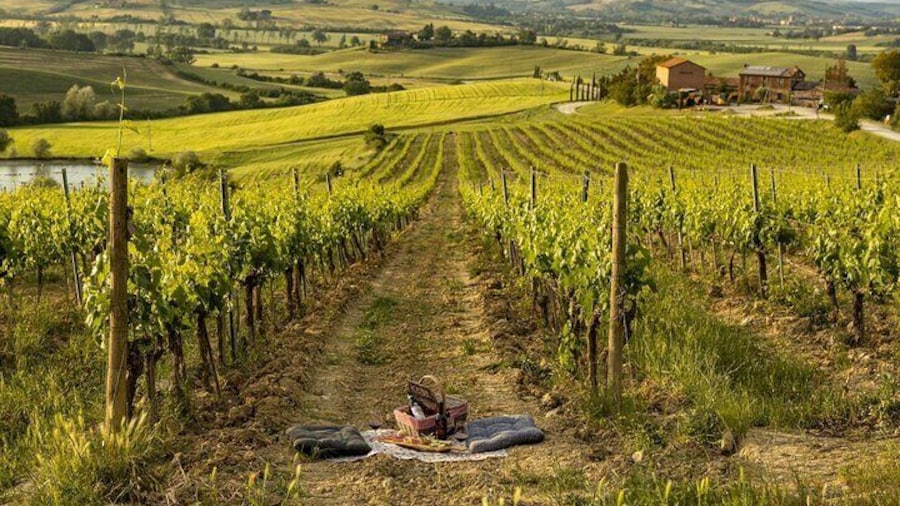 Picnic in vineyards with Bottle of Brunello di Montalcino