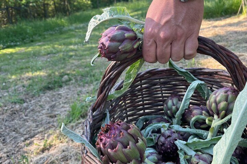 Farm To table Experience on an organic hilltop estate in Tuscany