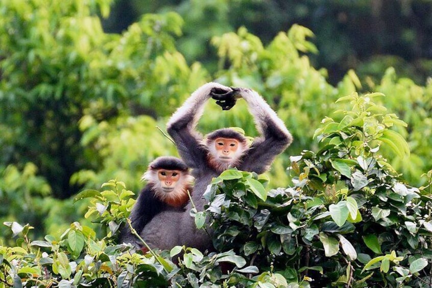 Monkey Mountain