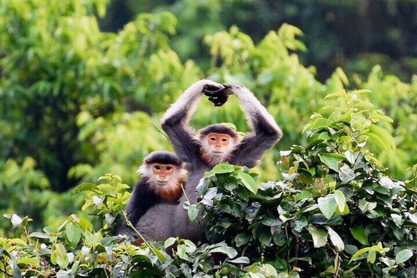 Monkey Mountain