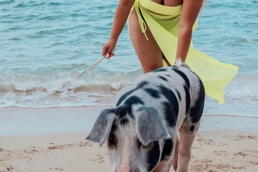 Pig Beach Nassau Tour