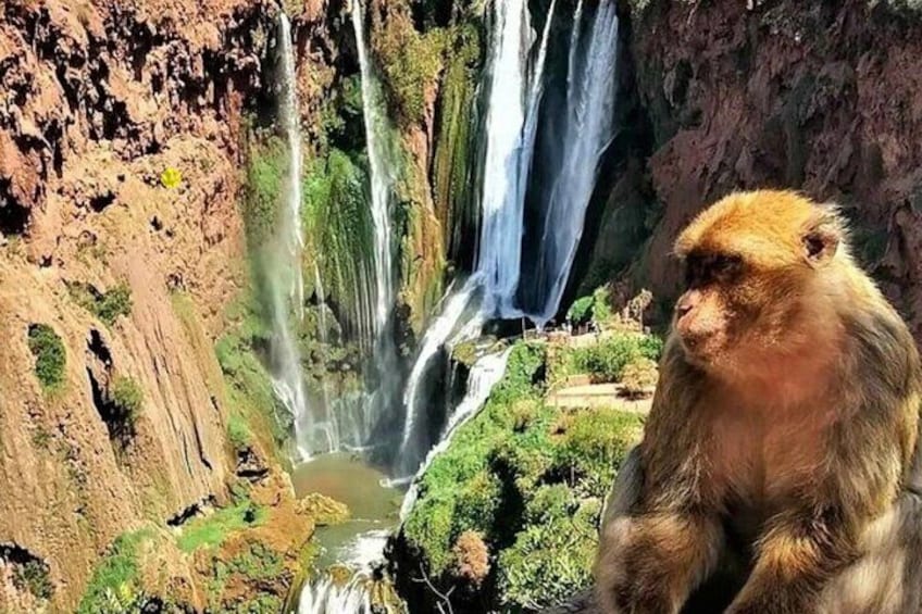 Ouzoud Waterfalls Full-Day Tour from Marrakech