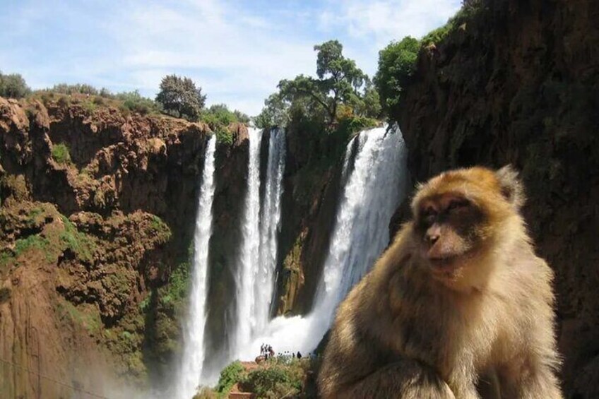 Ouzoud Waterfalls Full-Day Tour from Marrakech