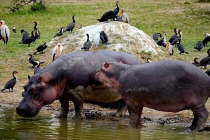 4 Day Wildlife Tour at Queen Elizabeth National Park
