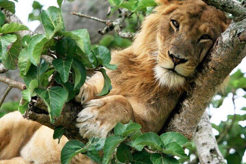  4 Day Wildlife Tour at Queen Elizabeth National Park