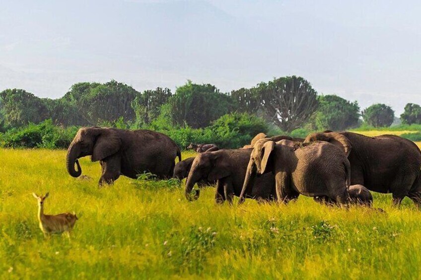 3 Days Wildlife Safari Tour Uganda Queen Elizabeth NP