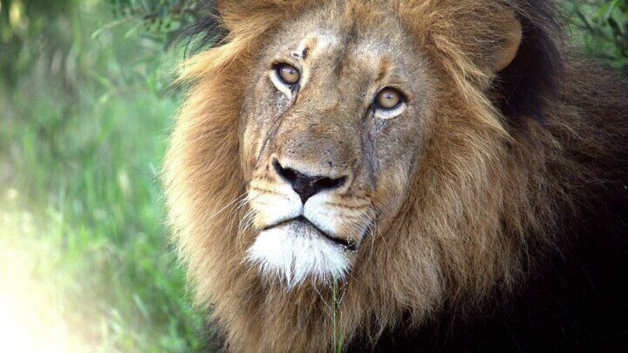 Addo Elephant National Park Private Tour