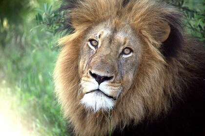Addo Elephant National Park Private Tour