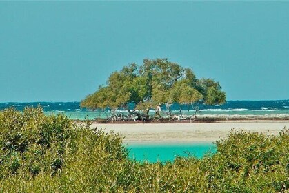 Hamata and Qulaan Islands Tour with Snorkelling