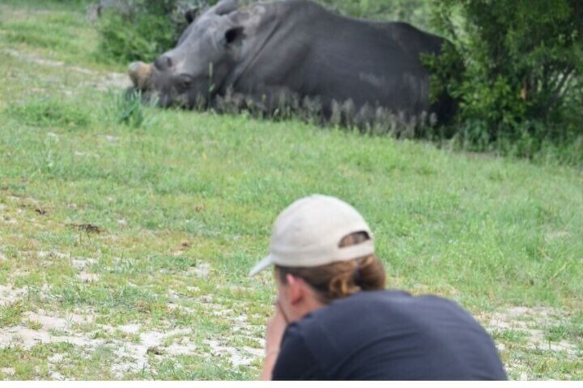 A rare sight—getting up close and personal with the endangered rhinos of Matobo.