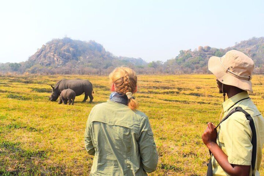 Walk with Rhinos: Intimate wildlife encounters with expert guides in Matobo's stunning granite landscape. A rare, unforgettable Zimbabwe safari experience.