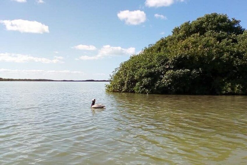 Discover Muyil: Ancient Ruins and Lagoon Serenity