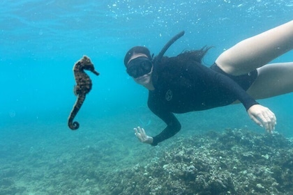 Private Snorkeling Experience in Haleiwa Oahu on Finnatic